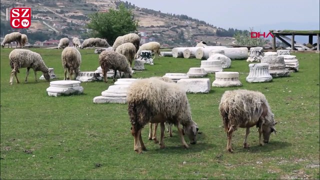 Antik kente koyunlar girdi
