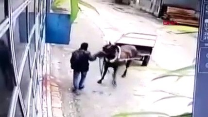 At arabasıyla hırsızlık kamerada