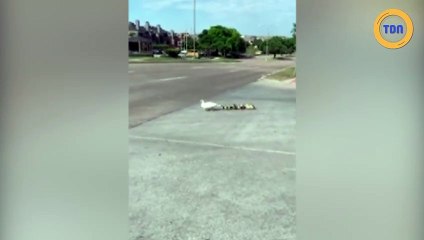 Une famille de canards traverse la route et une voiture fonce dessus !