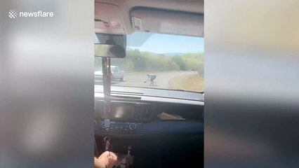 Pregnant Texas woman catches snake with bare hands while on the phone