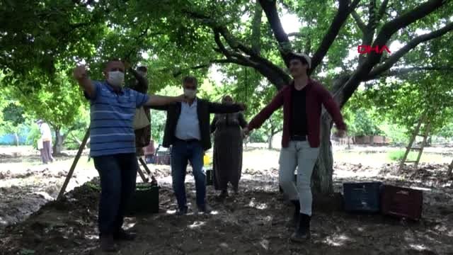 AYDIN 'ERİK DALI' TÜRKÜSÜ EŞLİĞİNDE ERİK HASADI