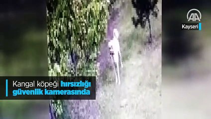 Kangal köpeği hırsızlığı güvenlik kamerasında