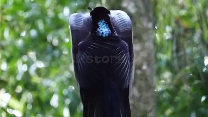 ডান্সিং - Birds-of-Paradise  - স্বর্গের পাখি নামে পরিচিত - #RstoryC