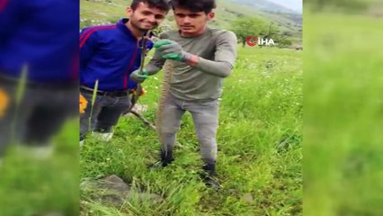 Türkiye'nin zehri en ölümcül yılanı Derecik’te bulundu