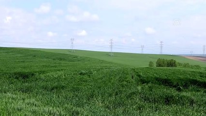 Açıklanan buğday alım fiyatları çiftçilerin yüzünü güldürdü