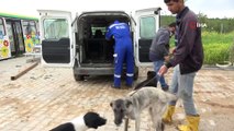 Sokak hayvanları için çiftlik kurdu, 500 köpeği besleyip sahiplendiriyor