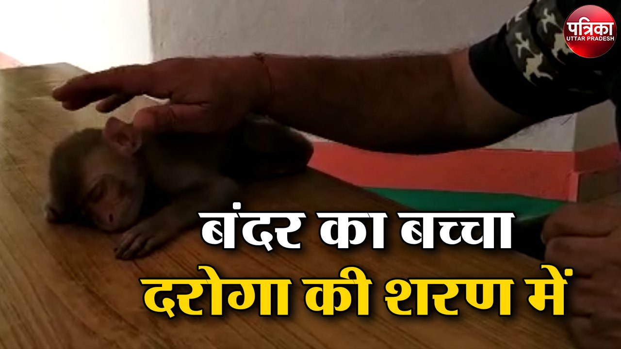लॉक डाउन ( Lockdown ) में परिवार से बिछड़े बंदर ( Monkey ) को खाकी का आसरा