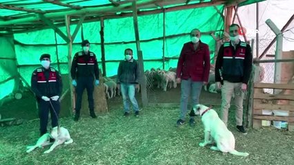 Jandarma hayvan hırsızlarını yakaladı
