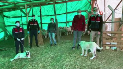 Jandarma hayvan hırsızlarını yakaladı
