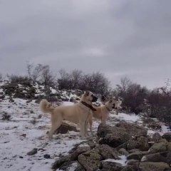 MEKANIN SAHiBi DiSi COBAN KOPEGi - FAMELA ANATOLiAN SHEPHERD DOG