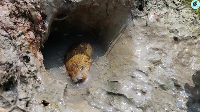 best oil fishing_unique fishing in eel fish-hole with fishing oil 2020