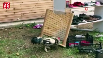 Horoz aynada kendini görürse