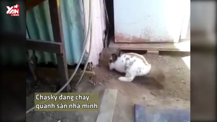 Save Da Boss: phát hiện cánh tay lạ và hành động nghĩa hiệp của chú thỏ Chasky (re-up)