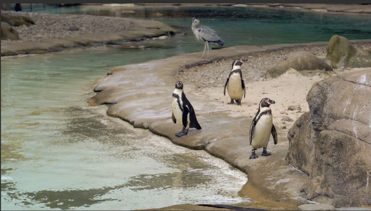 Penguins
