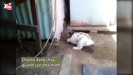 Save Da Boss: Phát hiện cánh tay lạ và hành động nghĩa hiệp của chú thỏ Chasky