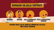 [Infografis] Kenali Beda Virus Corona dan DBD, Begini Gejalanya