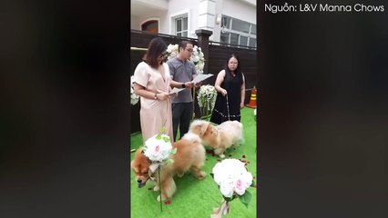 : dân F.A chỉ có thể xách dép chạy theo