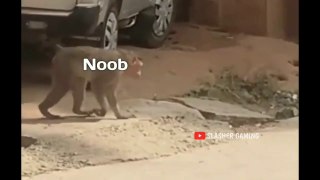 Best_Trolling_Of_Noobs_in_Pubg_|_PUBG_MOBILE_FUNNY_MOMENTS(720p)