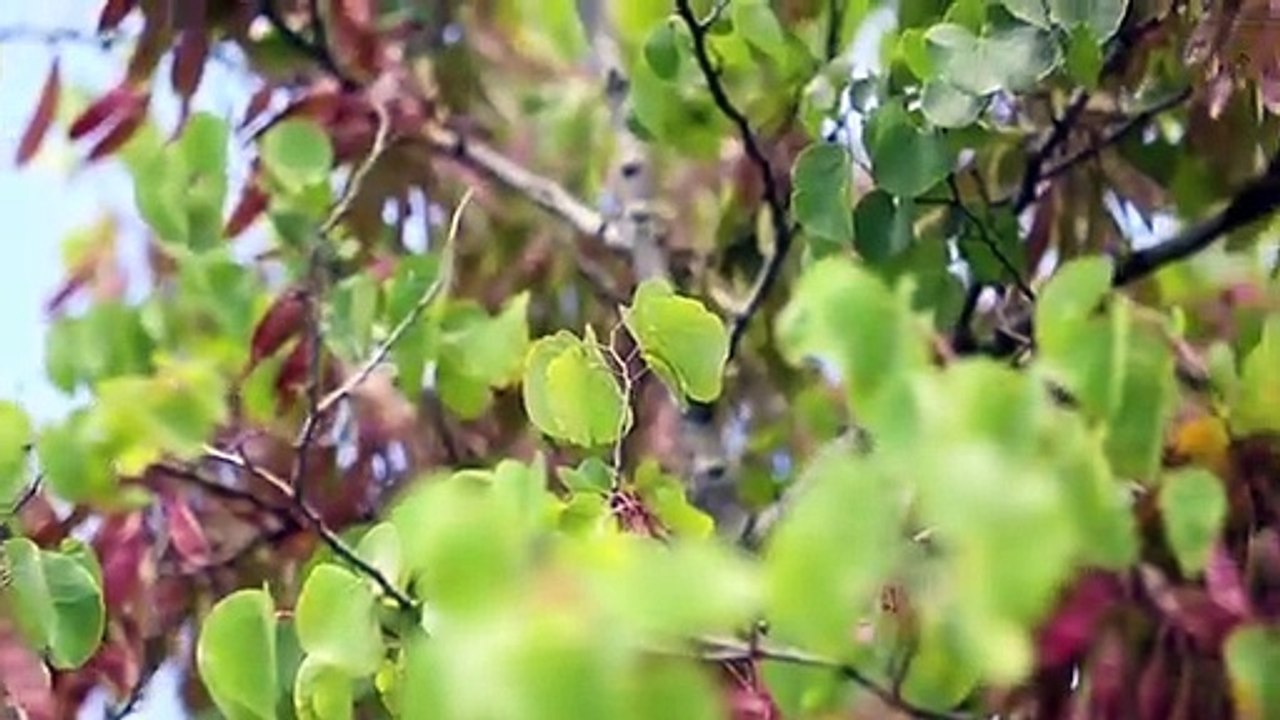 Dual Occupancy Designs Melbourne | Lifestyle by Design