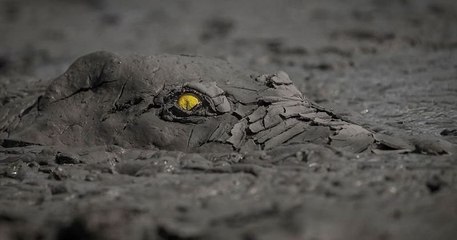 25 photographies sublimes de la nature récompensées lors d'un concours