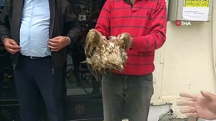 Yaralı Kızıl şahin tedavi altına alındı