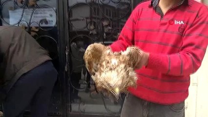 Yaralı Kızıl şahin tedavi altına alındı