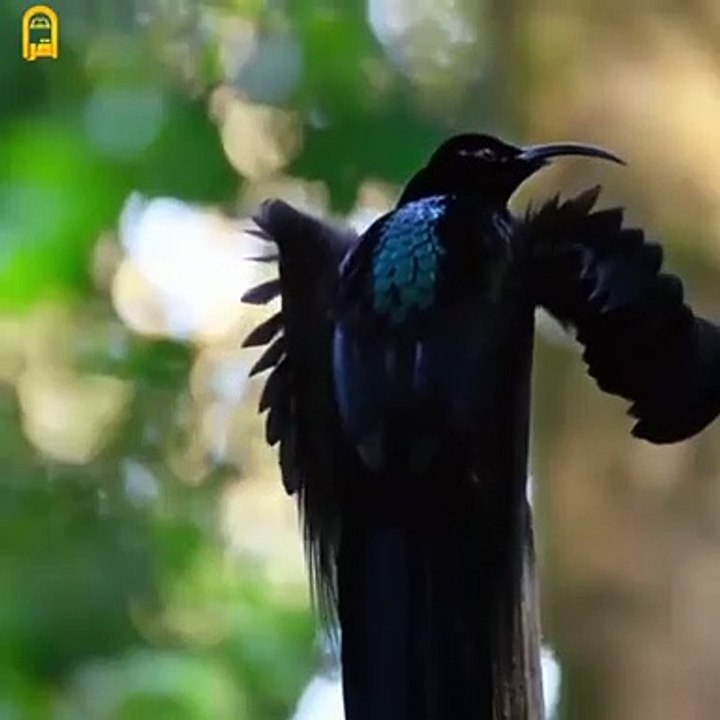 Islamic videos