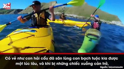 Tay chèo choáng váng vì bị hải cẩu trả thù, vả nguyên một con bạch tuột vào mặt