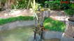 Build The Most Amazing Aquarium Fish Pond and Ancient Water Wheel Oxygen for Catfish
