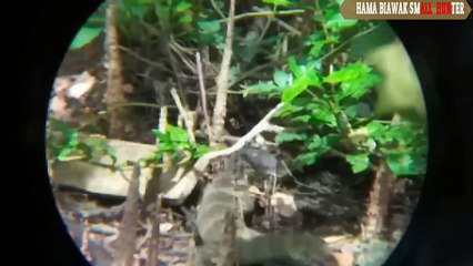 BERBURU BIAWAK HAMA TERNAK WARGA