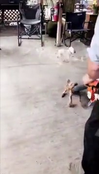 Ces chiens adorent l'air de ce souffleur !