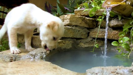 Rescue dog by Collect Abandoned Dog and Build Mud Dog House with Mini Water Fall Swimming Pool