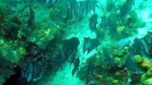 Plongée en Martinique, au milieu des platax