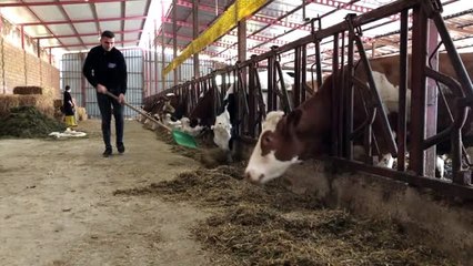 SAKARYA Üniversite eğitimini dondurdu, baba mesleği hayvancılığa başladı