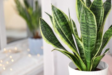These 5 houseplants will help boost the air quality in your home