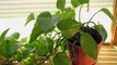 Do houseplants improve air quality in your home?
