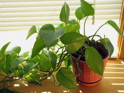 Do houseplants improve air quality in your home?