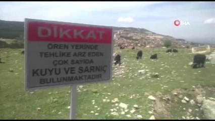 Antik kentte koyun otlatan çobandan ilginç savunma: "Hayvan tarihi eser yemez, biz buranın bir nevi...