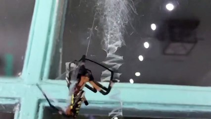 với bạn tình, nhện cái ăn thịt đối phương chỉ trong chớp mắt