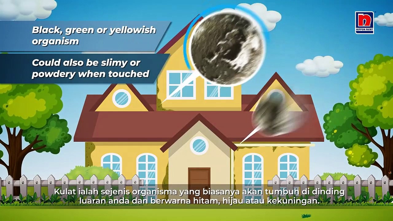 Watch This Video To Remove Fungus On House Exterior's Wall