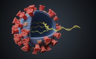 ¿Cómo despliega el coronavirus su material genético?