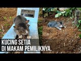 KUCING SETIA DI MAKAM PEMILIKNYA