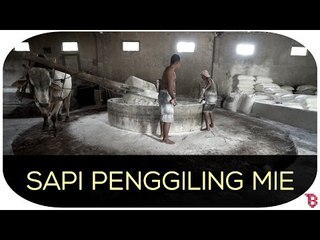 Sapi Penggiling Mie