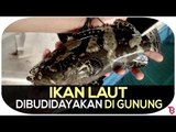 Ikan Laut, Dibudidayakan di Gunung