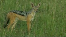 Wow Amazing ! Jackal Save Honey Badger From Python Swallowing - Leopard, Crocodile, Hyenas Hunt Fail