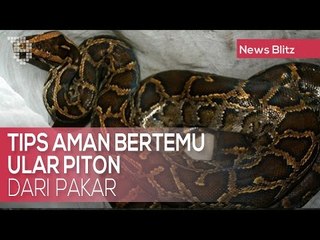 Tips Aman Bertemu Ular Piton dari Pakar