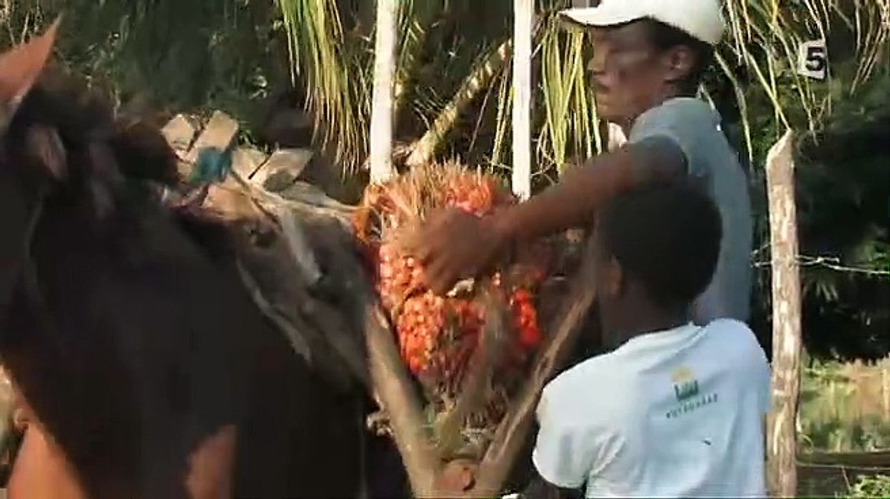 France 5 : C.N, 2 pubs, B.A, Fourchette & sac à dos : Brésil, C'est notre affaire : 06-09-2008