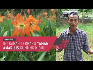 INI KABAR TERBARU TAMAN AMARILIS GUNUNG KIDUL