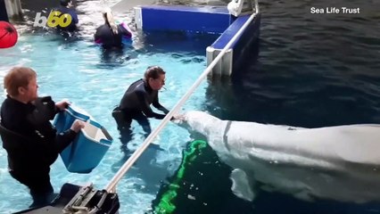 Pair of Belugas Will Be Set Free in First Open Sea Sanctuary