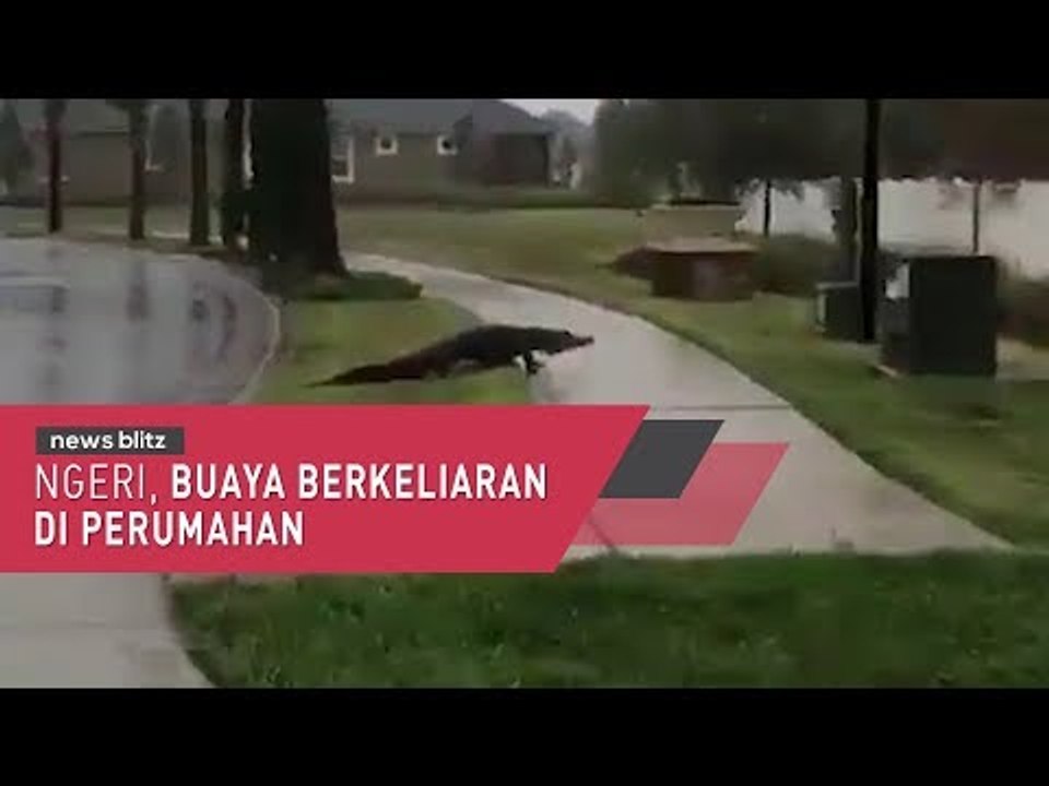 Ngeri, Buaya Berkeliaran Di Perumahan